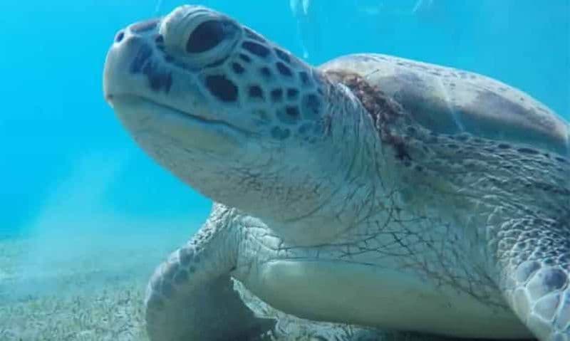 Billet Marsa Alam : Abu Dabbab Snorkeling Tour