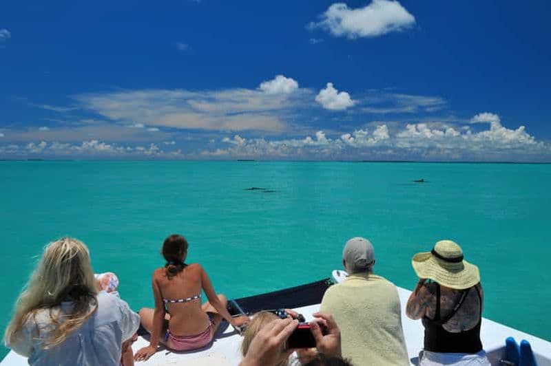 Billet Key West : Croisière commentée pour l'observation des dauphins et la plongée en apnée