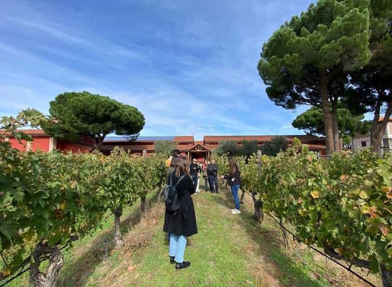 Billet Au départ de Madrid : visite des vignobles de la Ribera del Duero avec déjeuner local