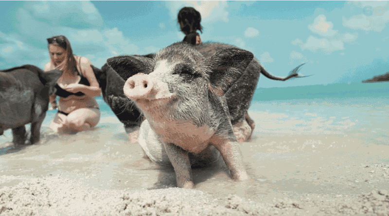 Billet Koh Samui : Koh Madsum et Koh Tan : visite privée en bateau à longue queue