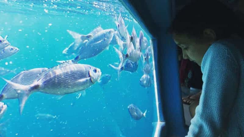 Billet Roses : Croisière à Cala Murtra avec vue sous-marine