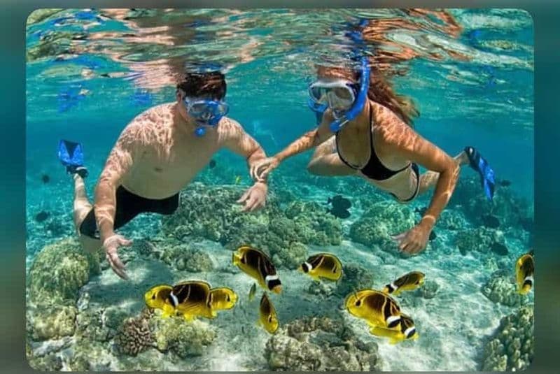 Zanzibar : Île de Mnemba Dauphins, plongée en apnée et étoiles de mer