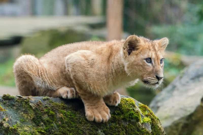 Billet Zoo d'Amnéville : Billet d'entrée pour une journée entière