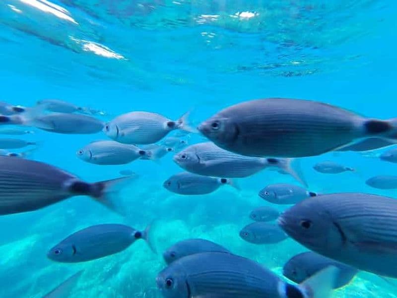 Billet Roses : Excursion en catamaran sur la Costa Brava avec vue sous-marine