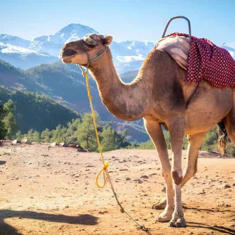 Billet Marrakech : excursion d'une journée dans le Haut Atlas avec balade à dos de chameau