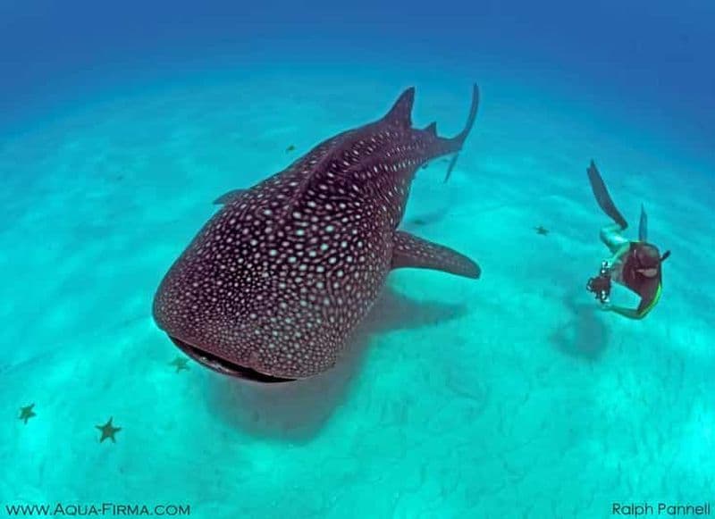 Île de Mafia : aventure snorkeling avec les requins-baleines