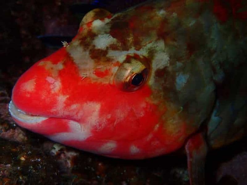 ESSAYEZ LA PLONGÉE SOUS-MARINE