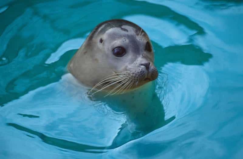 Billet Blankenberge : Billet d'entrée SEA LIFE