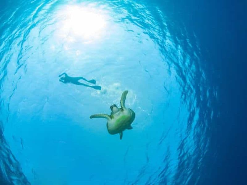 Billet Ko Samui : Excursion d'une journée à Ko Tao et Ko Nang Yuan pour faire de la plongée avec tuba