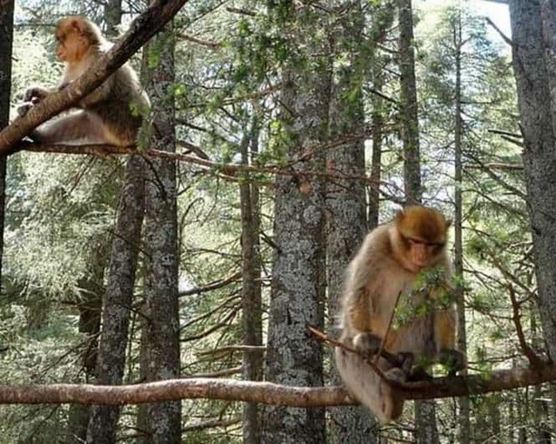 Billet Au départ de Fès : Excursion d'une journée dans le Moyen Atlas, l'Ifran et la forêt des singes