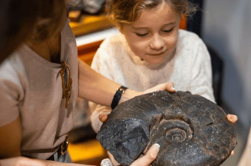 Billet Mutriku : Expérience des fossiles de Nautilus Flysch