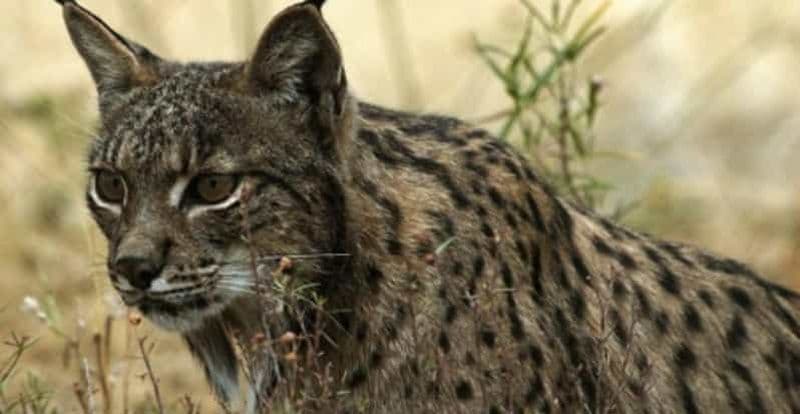 Billet Depuis Séville : Doñana, El Rocio et la plage de Matalascañas
