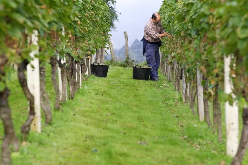 Billet Visite viticole de Getaria Txakoli depuis Saint-Sébastien