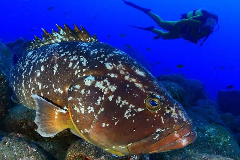 Île de Sao Miguel : plongée sous-marine pour plongeurs certifiés