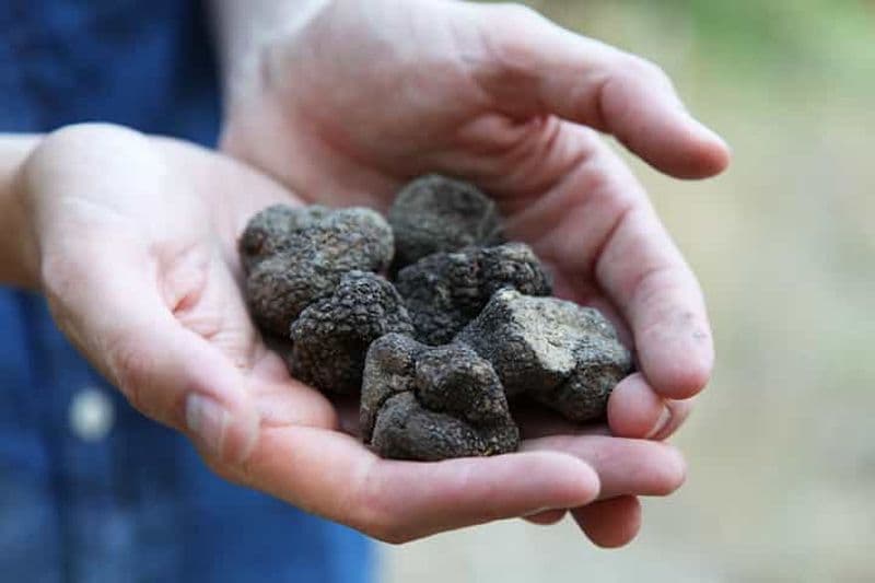 Billet Chasse aux truffes en Provence