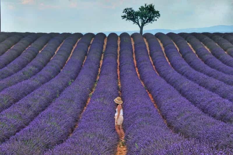 Billet Au départ d'Aix : Excursion aux champs de lavande de Valensole en Provence