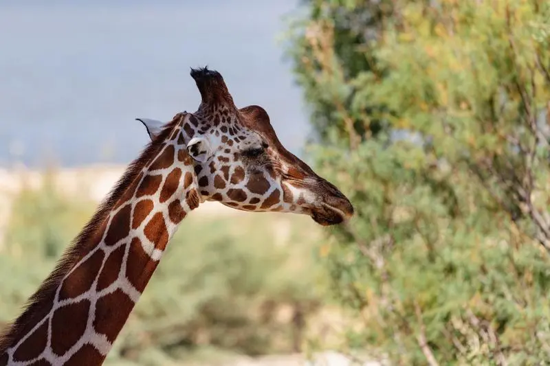 Réserve Africaine de Sigean