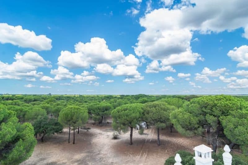 Billet Excursion au Parc National de Doñana depuis Séville