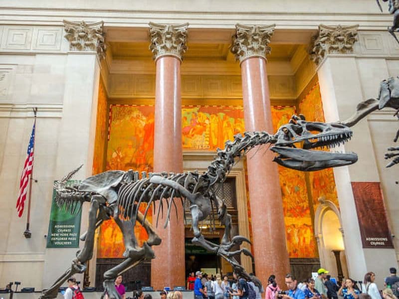 Billet Billets pour le Musée Américain d'Histoire Naturelle de New York