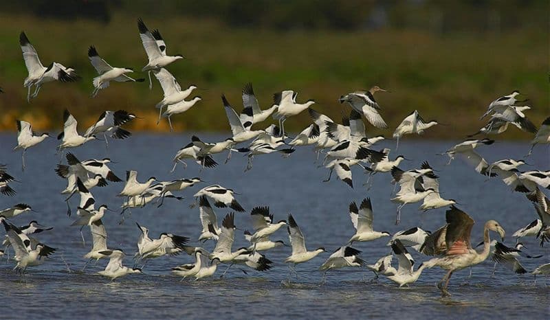 Billet Visite du parc national de Doñana, d'El Rocío et de Matalascañas au départ de Séville