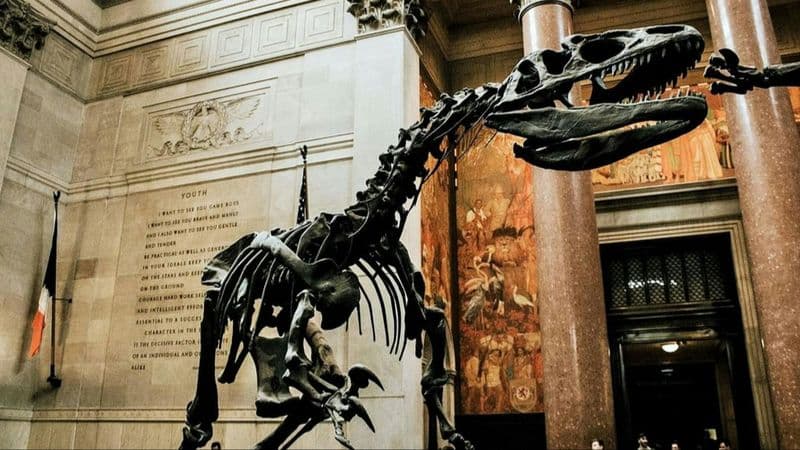 Billet Musée américain d'histoire naturelle de New York et visite audio intégrée à l'application