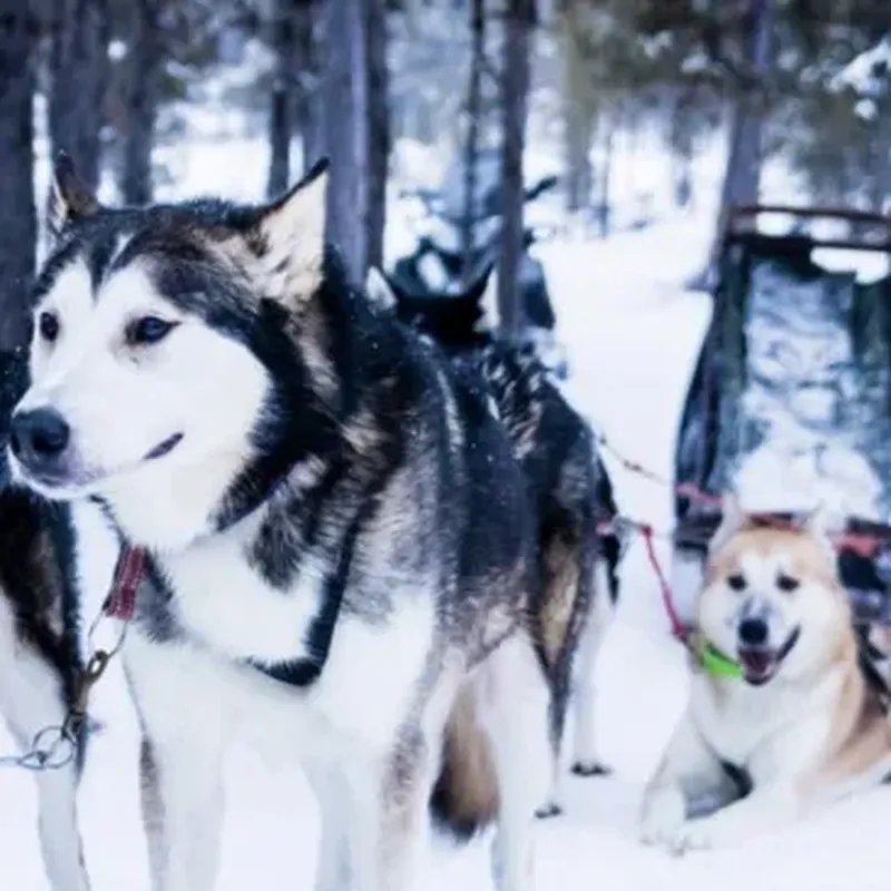 Billet Randonnée en Chien de Traîneau - Station des Carroz