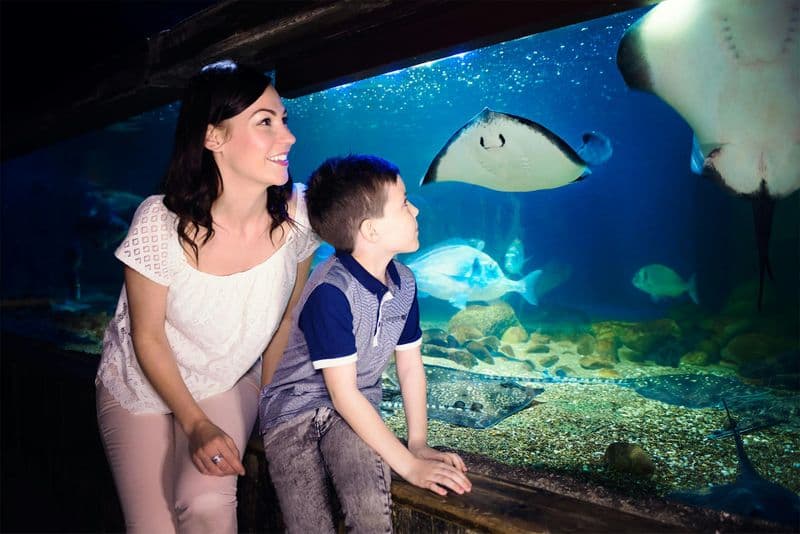 Billet SEA LIFE Blankenberge : Billet d'entrée