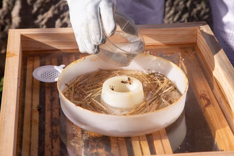 Billet Découvrez le monde des abeilles